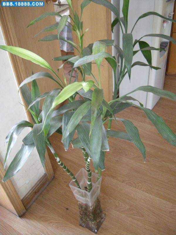 DSCN5492s.jpg