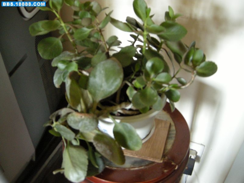 DSCN5488s.jpg