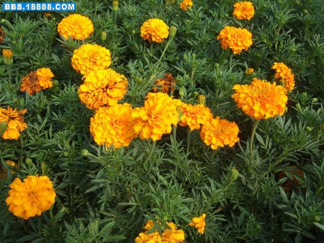 孔雀草 (8).JPG