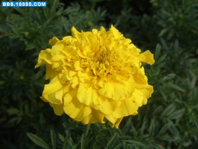 孔雀草 (2).JPG