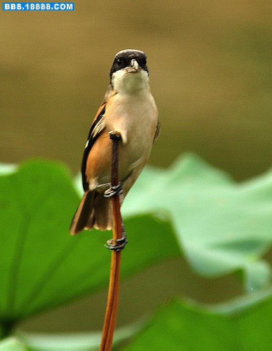2011.9.25 057.jpg