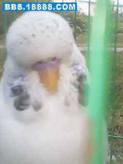 IMG0442A.jpg