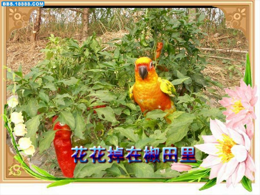 18.jpg