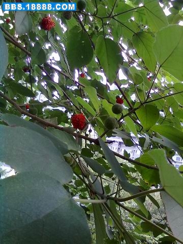 调整大小 20110902230.jpg