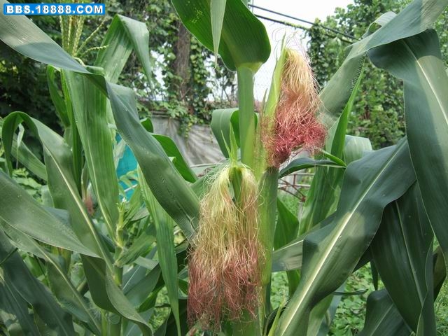 调整大小 DSCF1178.JPG