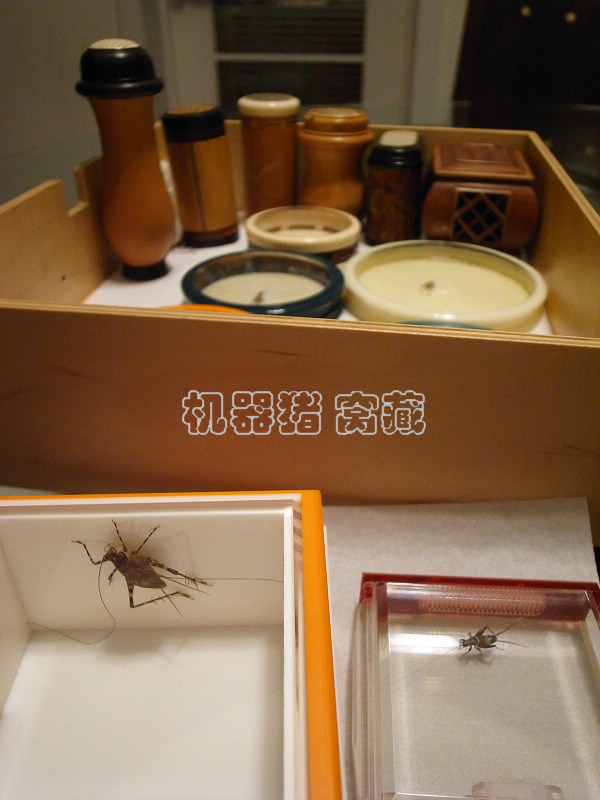 虫1.jpg