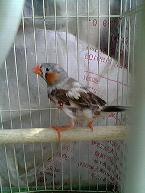 IMG0055A.jpg