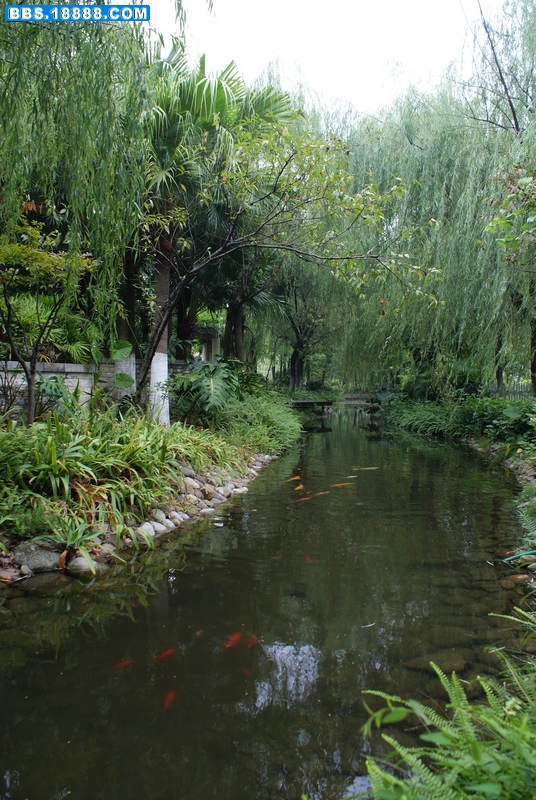 鱼-0.jpg