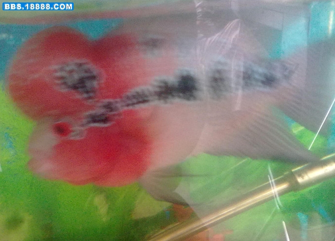 20110829394_副本.jpg