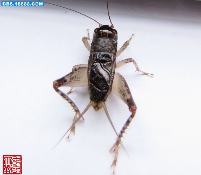 IMG_5993_调整大小.JPG