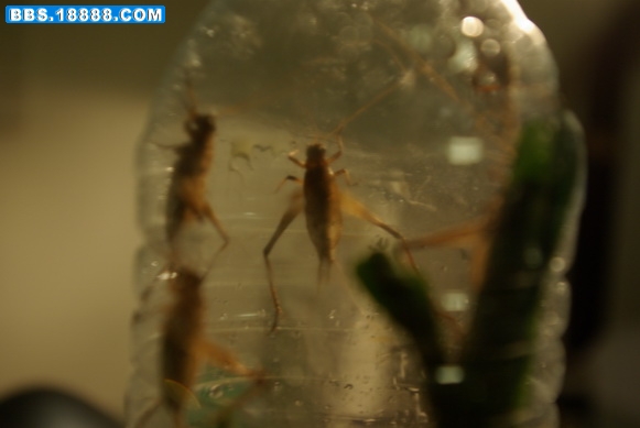 IMGP0426_缩小大小.JPG