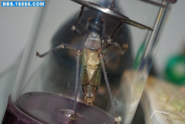 IMGP0461_缩小大小.JPG