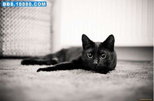1108031831aef1316f82a2ff15.jpg