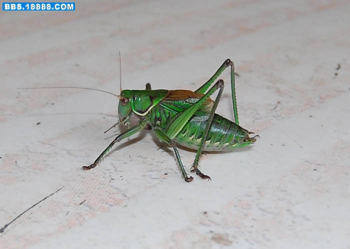 DSC_0040.jpg