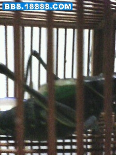 IMG0025A.jpg