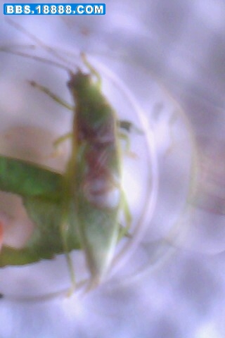IMG0117A.jpg
