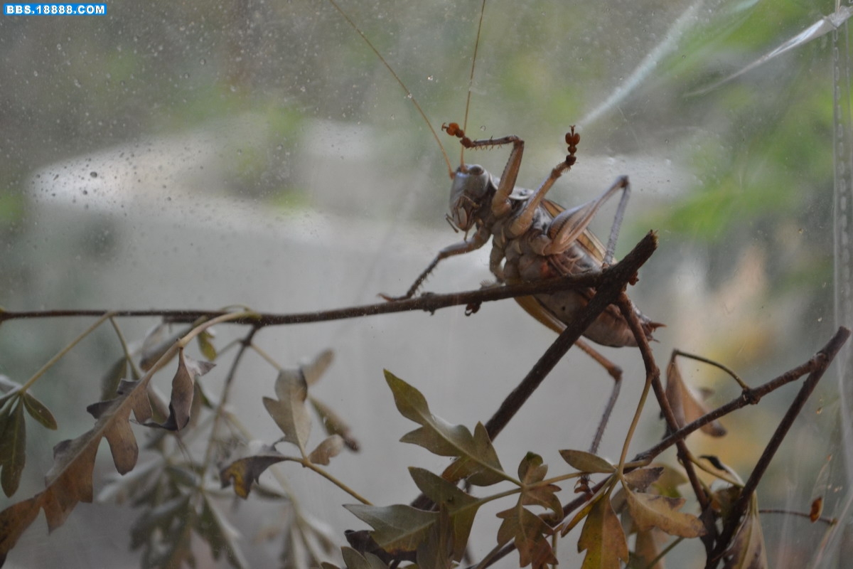 DSC_0009.jpg