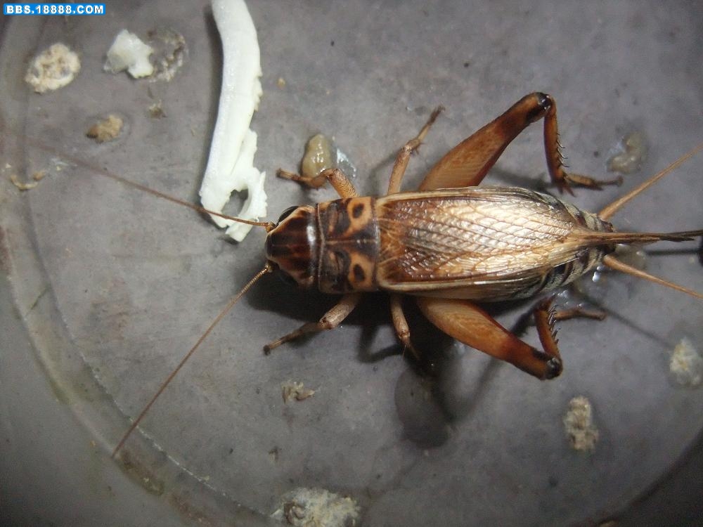 DSCF1038.JPG