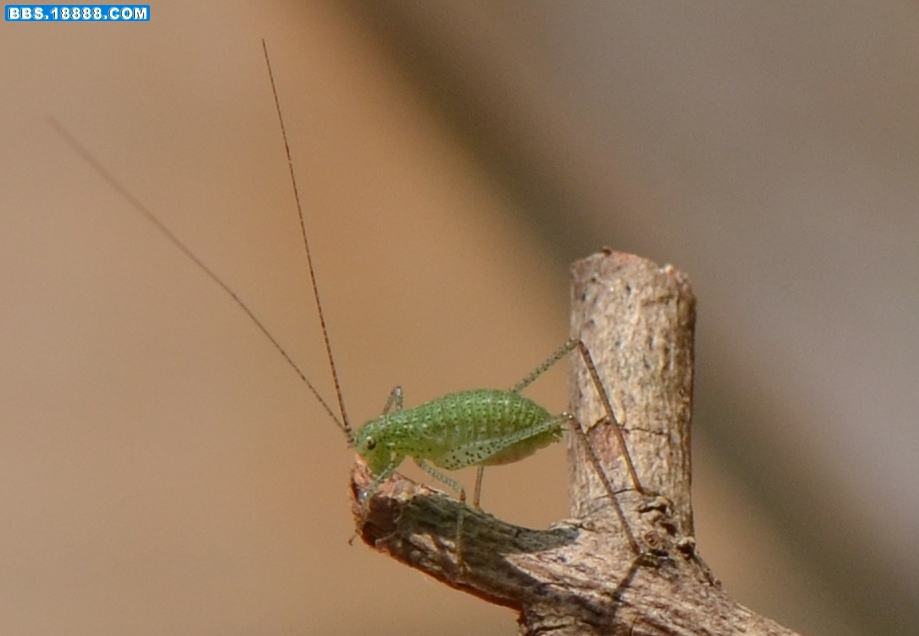 某露螽若6（6mm 20110904）.jpg