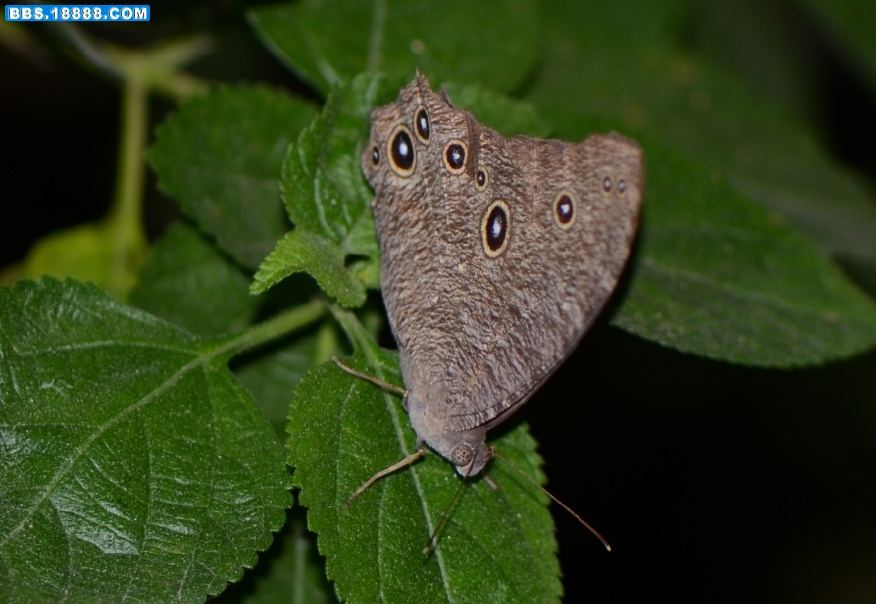 什么蝶？（20110831）.jpg