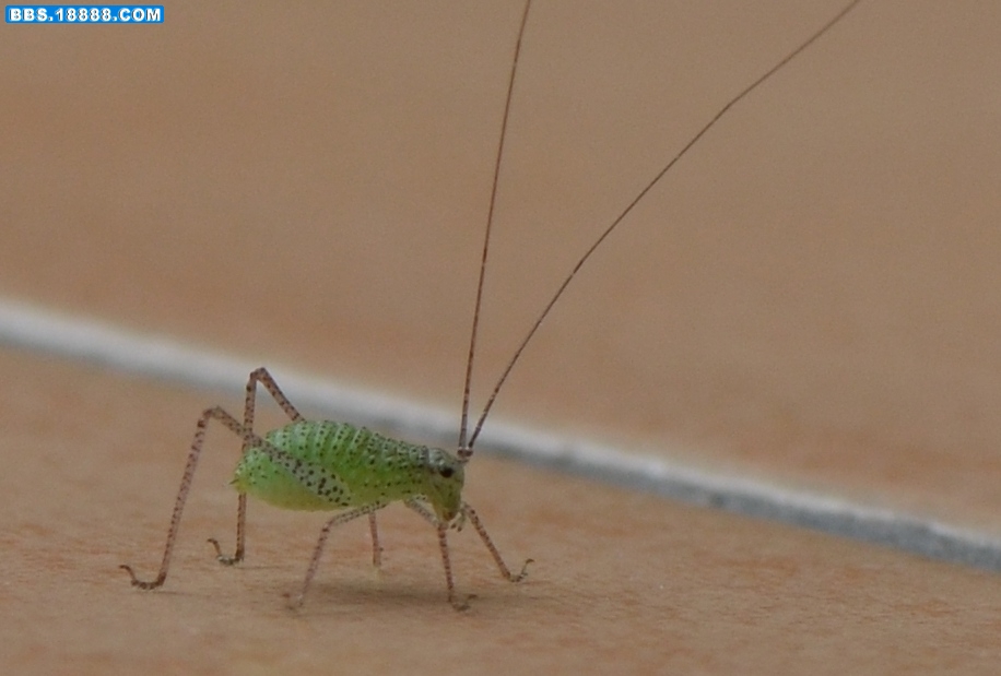 某露螽若5（6mm 20110904）.jpg