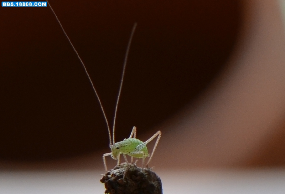 某露螽若2（6mm 20110904）.jpg
