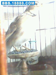 IMG0245A.jpg