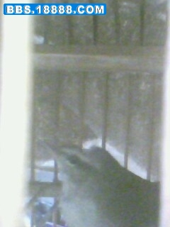 IMG0457A.JPG