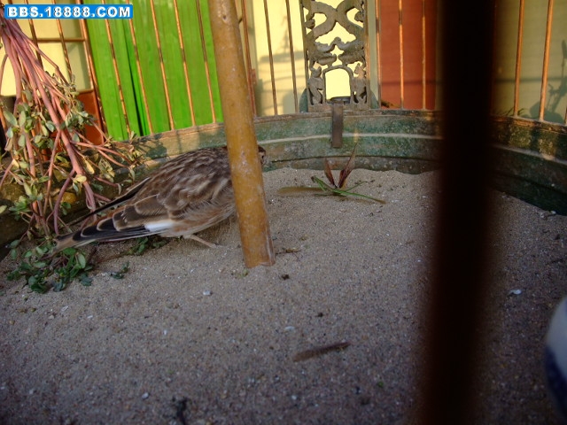 DSCF4133.jpg