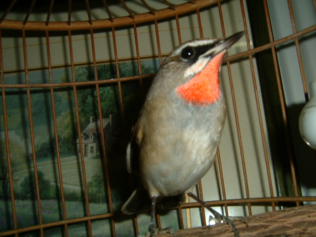 DSCF0154.JPG