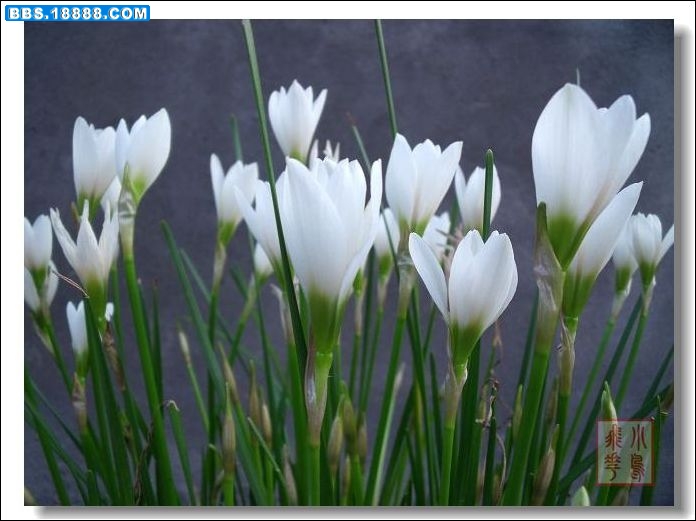 DSCF3367.jpg