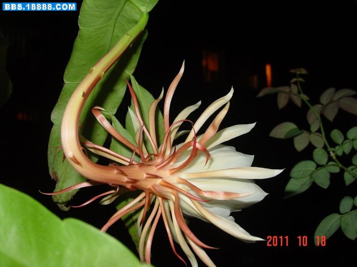 nEO_IMG_DSC03233.jpg