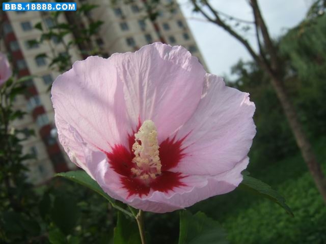 木槿花1 (6).JPG
