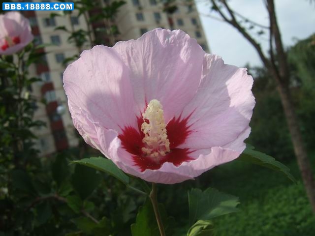 木槿花.JPG