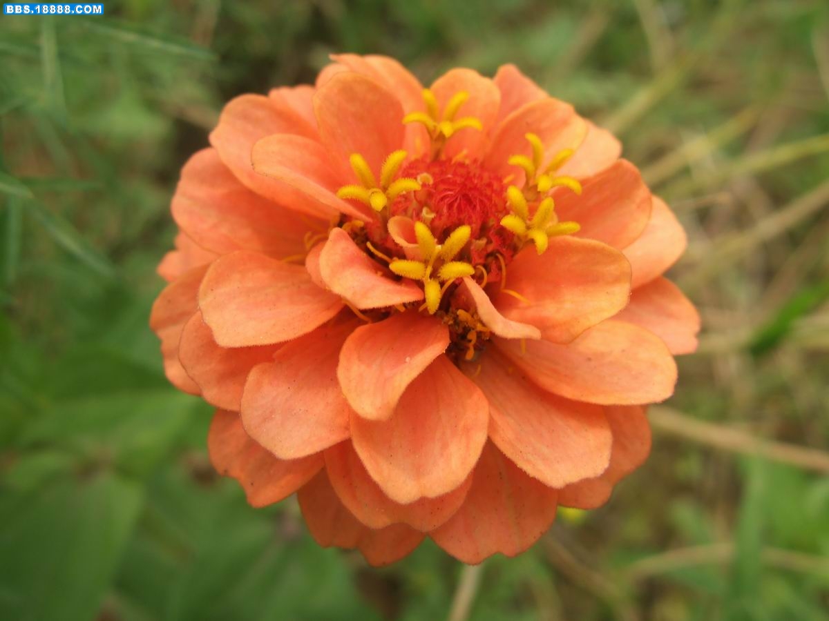 调整大小 DSCF0219.JPG