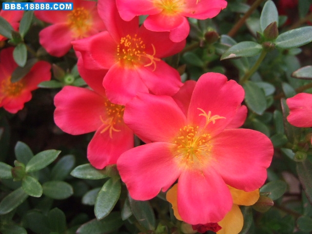 DSCF6530.JPG