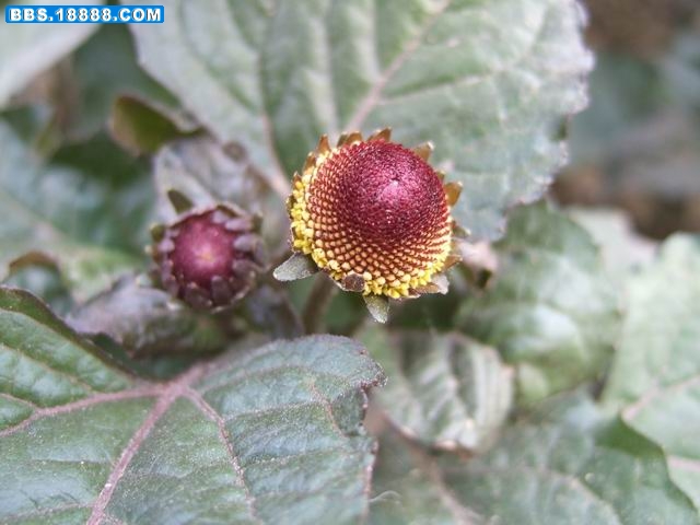 调整大小 DSCF1262.JPG