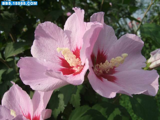 木槿花 (2).JPG