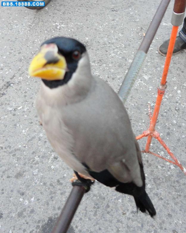 DSC00452.JPG