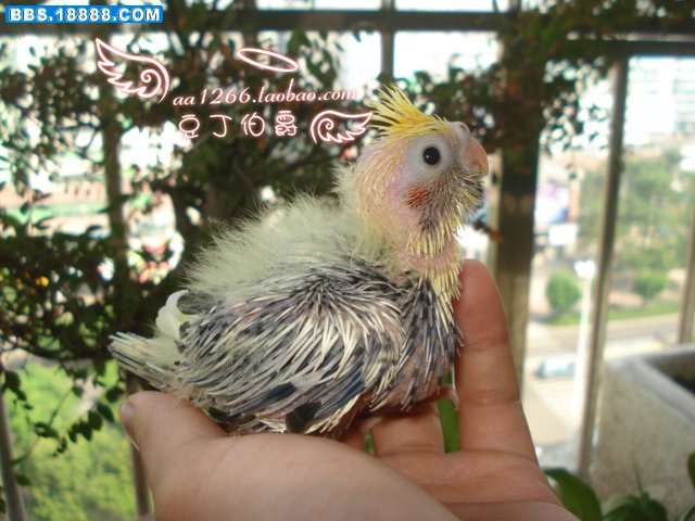 DSC08214_副本.JPG