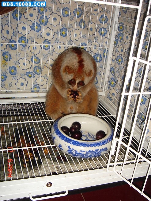 大懒3.jpg