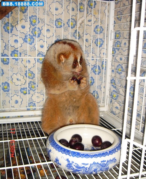 大懒1.jpg