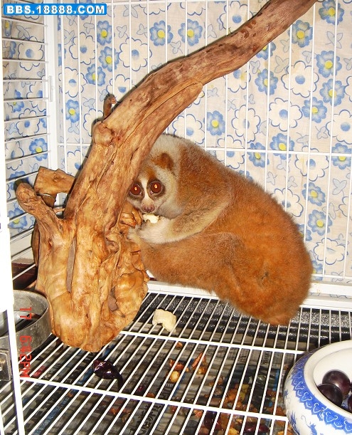 大懒4.jpg