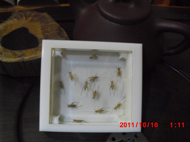 027白玉.JPG