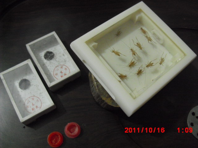 023小黄蛉，集体宿舍.JPG