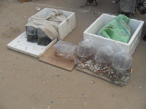 SDC13459.JPG