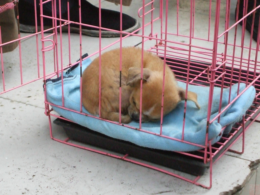 DSCF9238.JPG