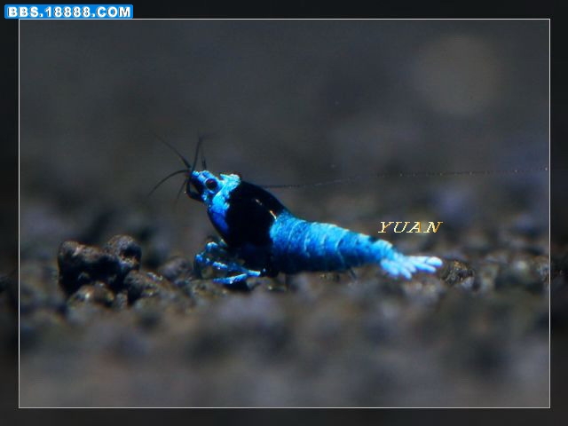 藍帶白驅01.jpg