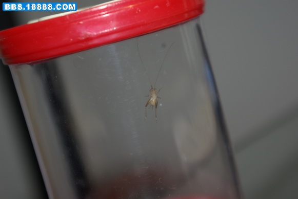 IMGP0470_缩小大小.JPG