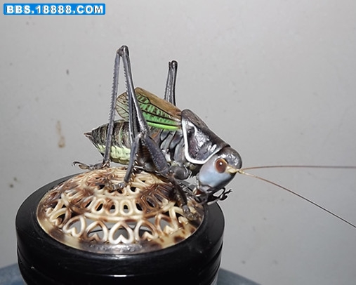 dscf1458_蝈蝈2.jpg